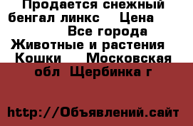 Продается снежный бенгал(линкс) › Цена ­ 25 000 - Все города Животные и растения » Кошки   . Московская обл.,Щербинка г.